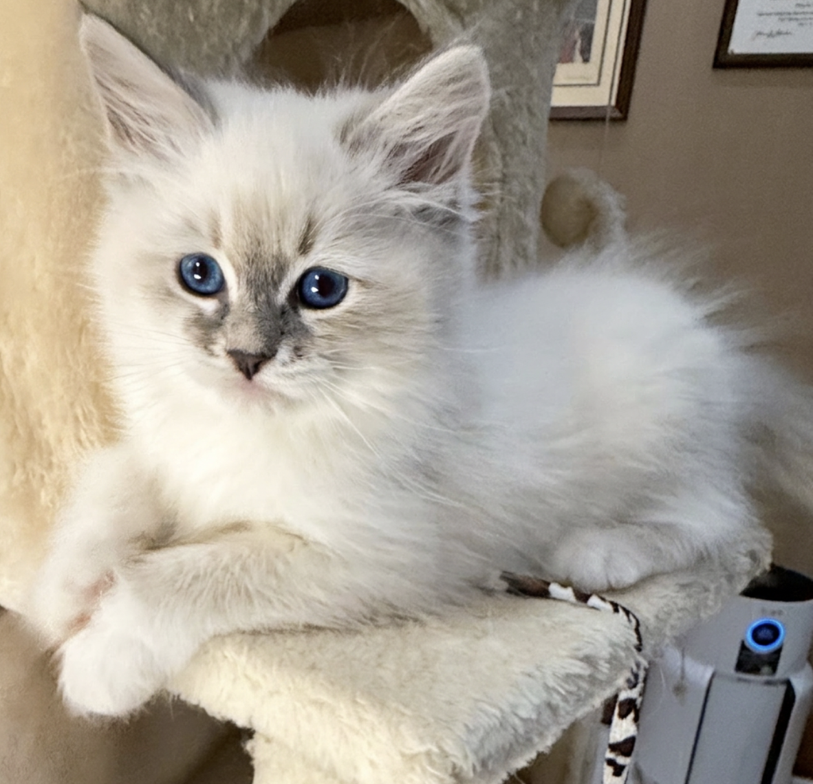 Blue-eyed Neva Masquerade kitten resting on a cat tree