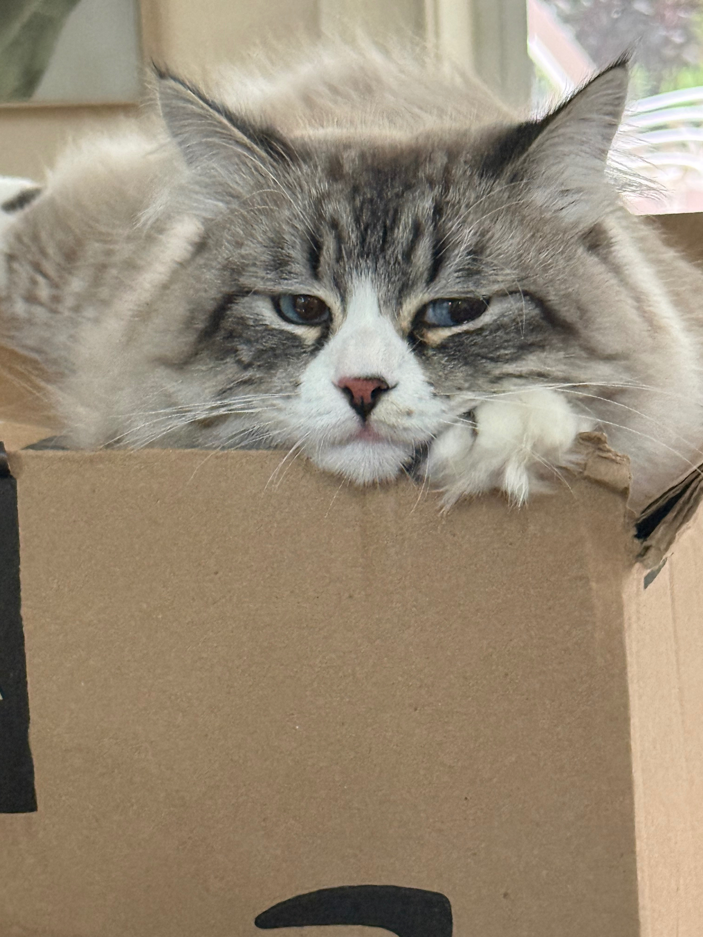 Siberian cat resting its head inside a cardboard box