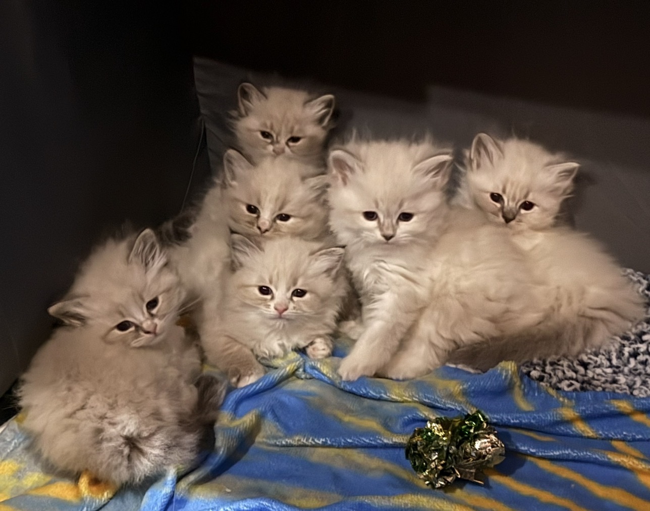A few weeks older, the kittens' points beginning to show