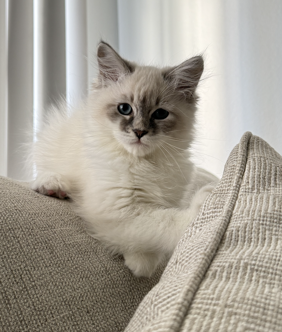 Neva Masquerade kitten peeking over the back of a sofa