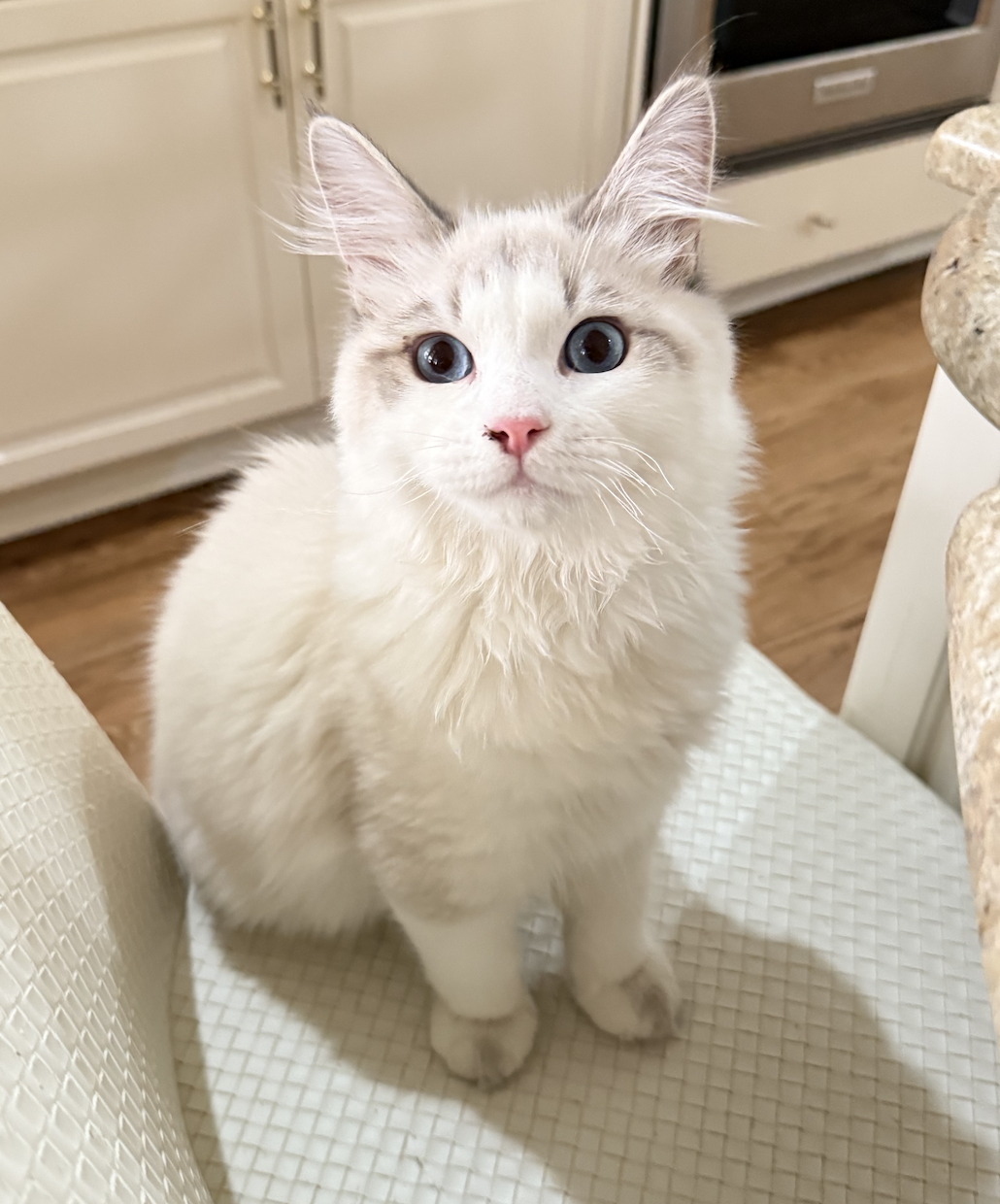 Cream and white kitten sitting on a chair looking up