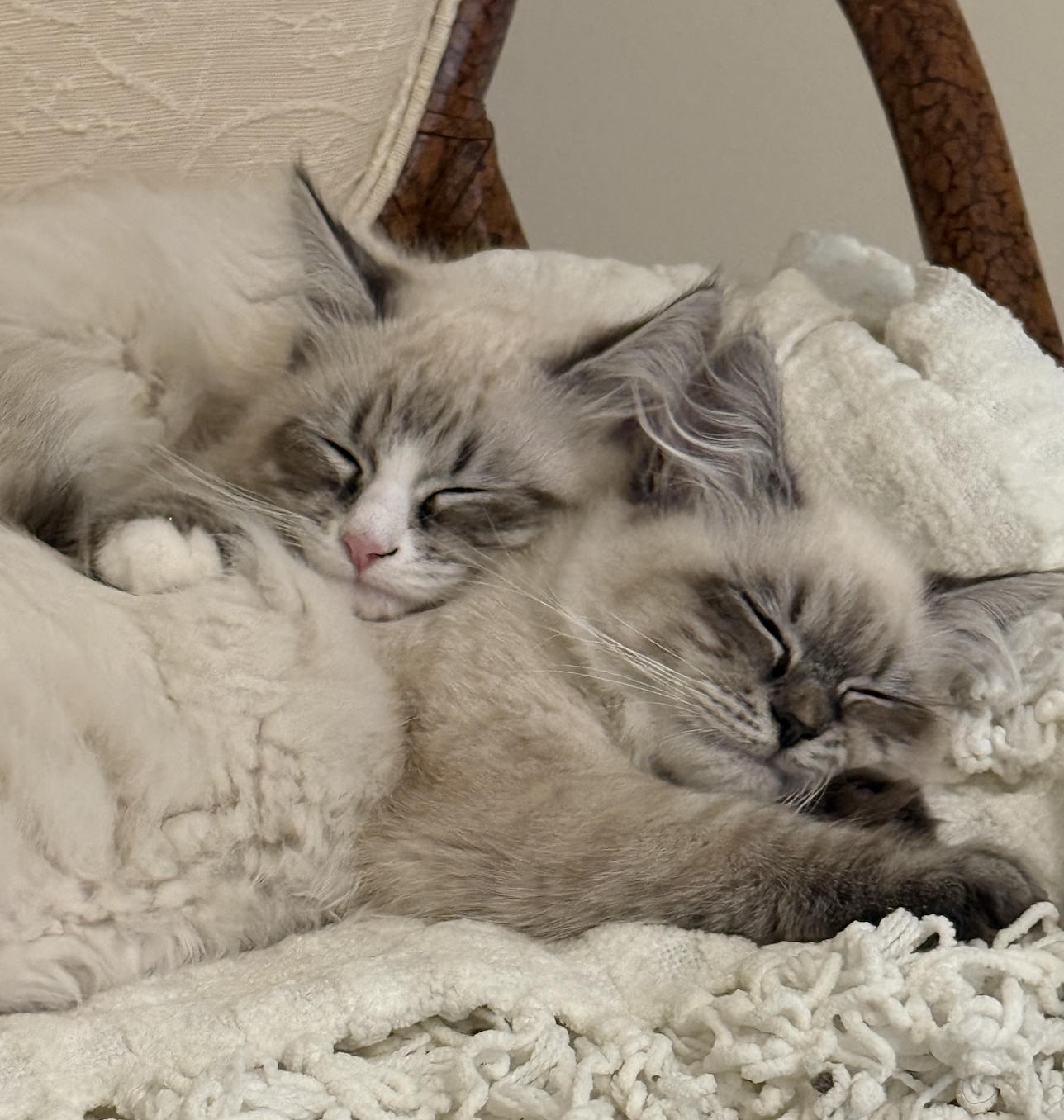 Siberian kittens keeping each other company 1