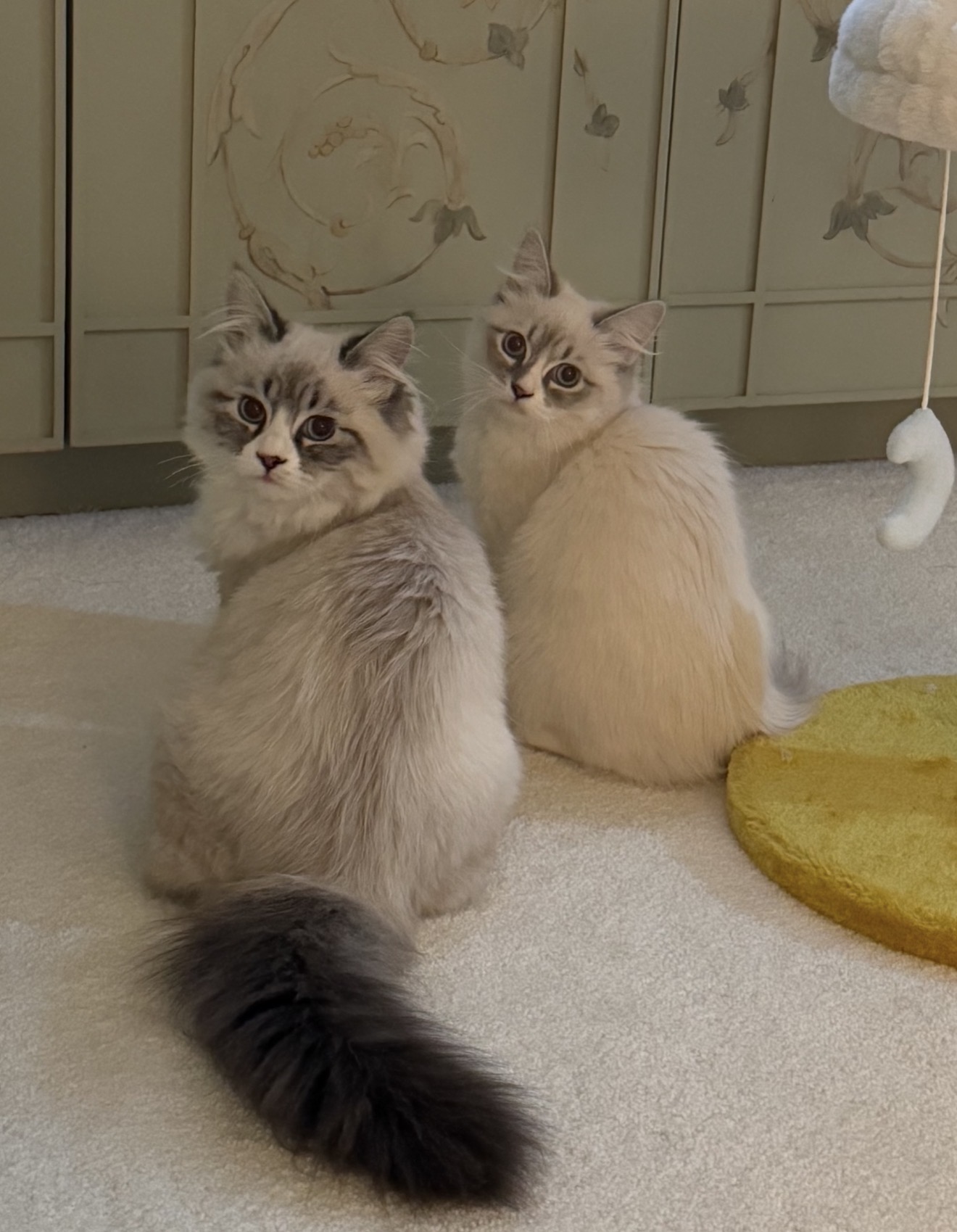Boots and Melody, the parent cats of our upcoming litter