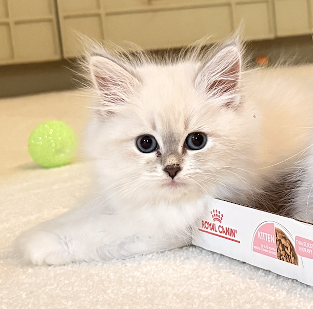 Available Siberian Neva Masquerade kitten 2