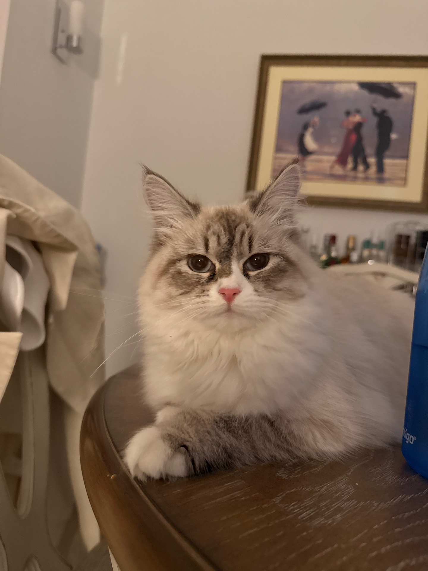 Fluffy tabby Siberian cat resting on a wooden table