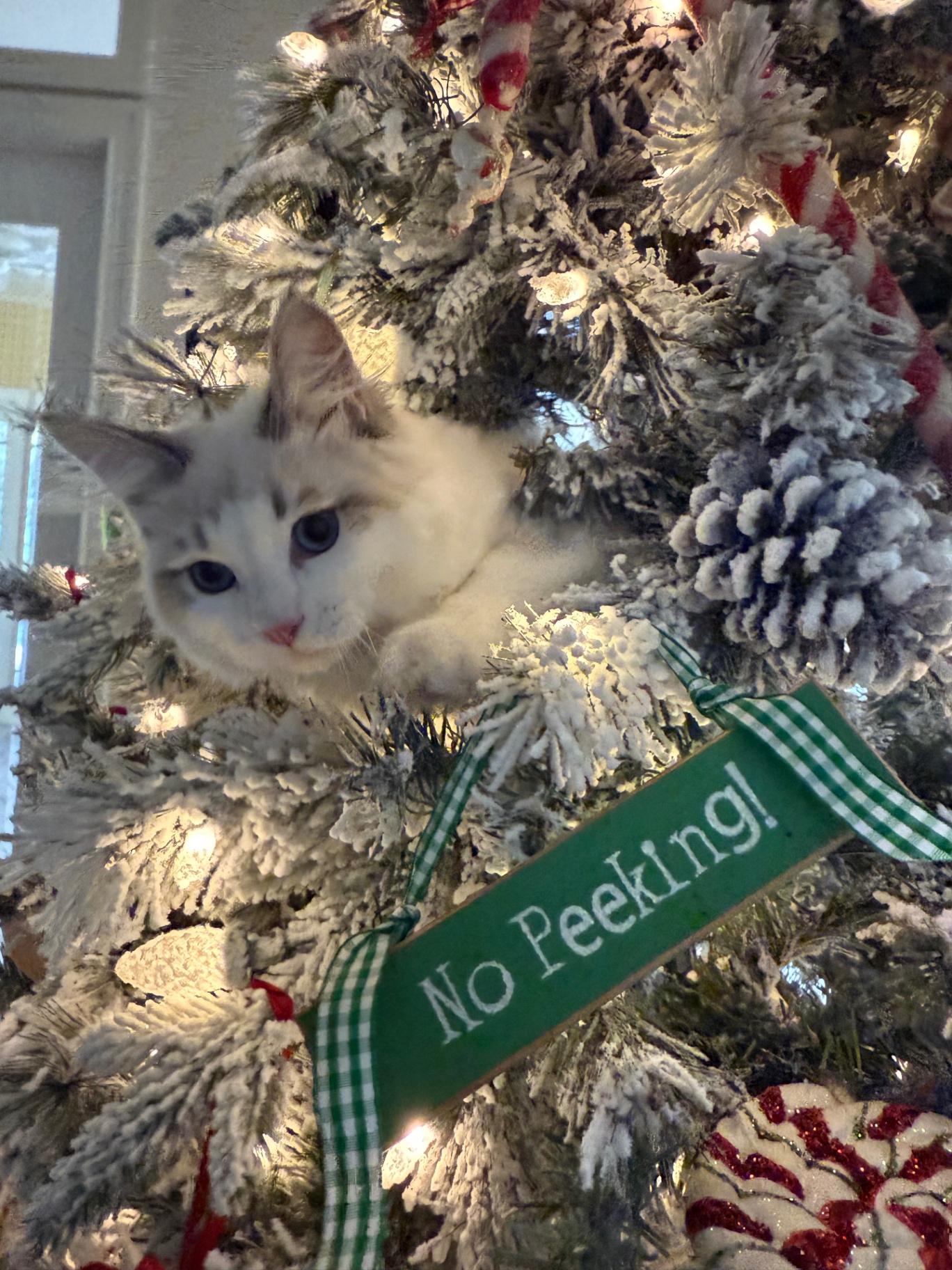 Siberian kitten nestled inside a decorated Christmas tree