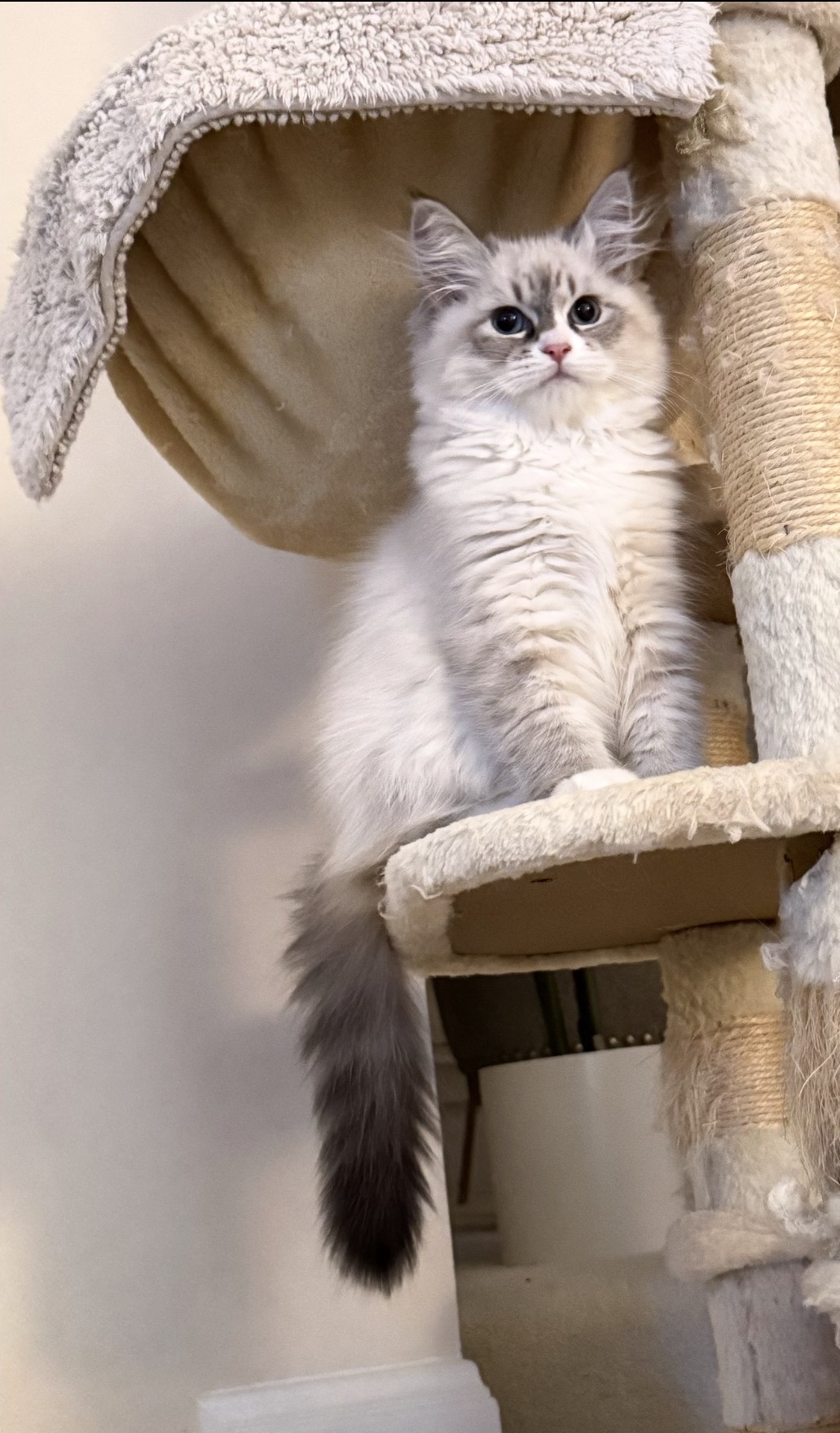 Neva Masquerade kitten sitting on a cat tree