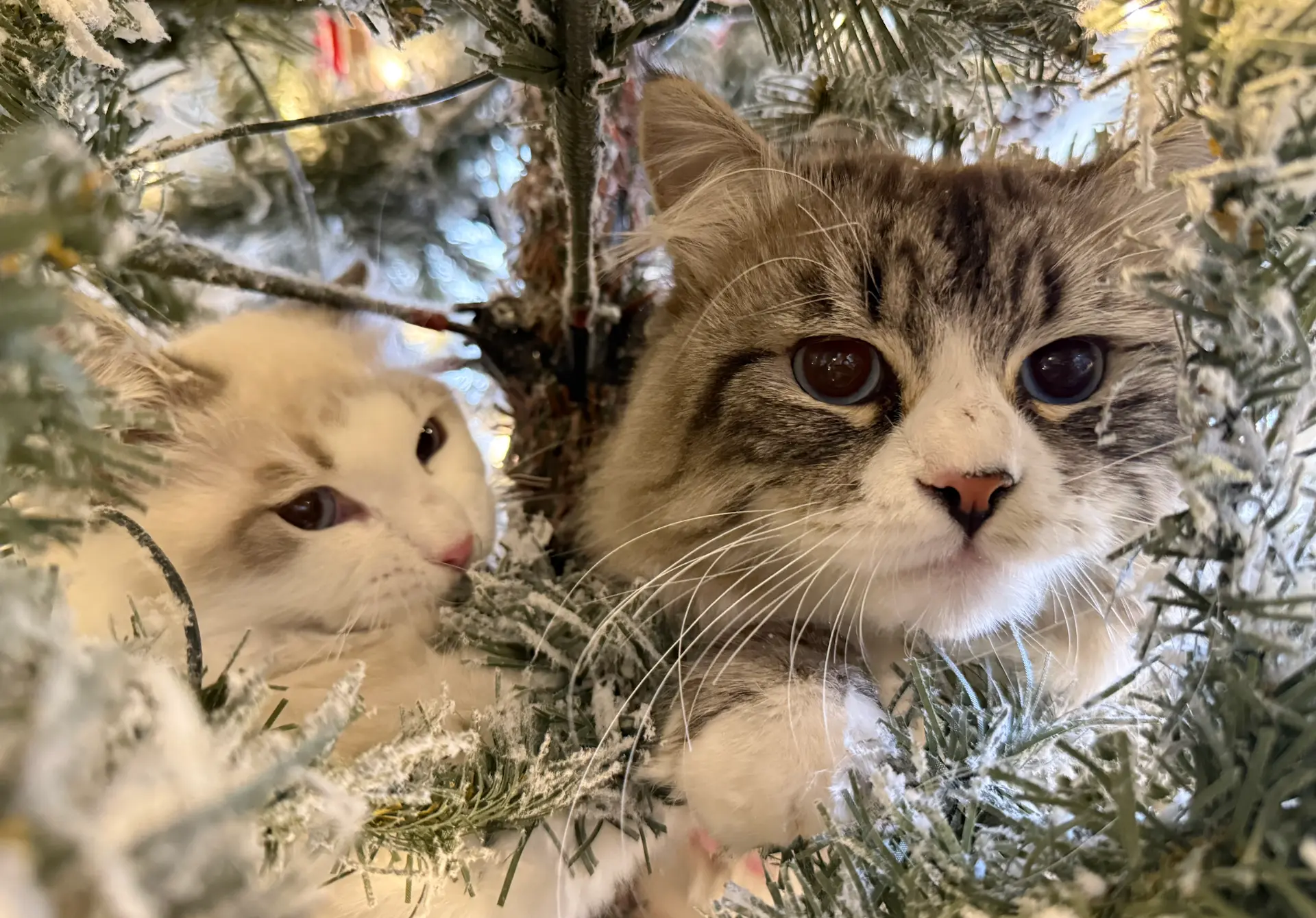 Siberian kittens keeping each other company 4