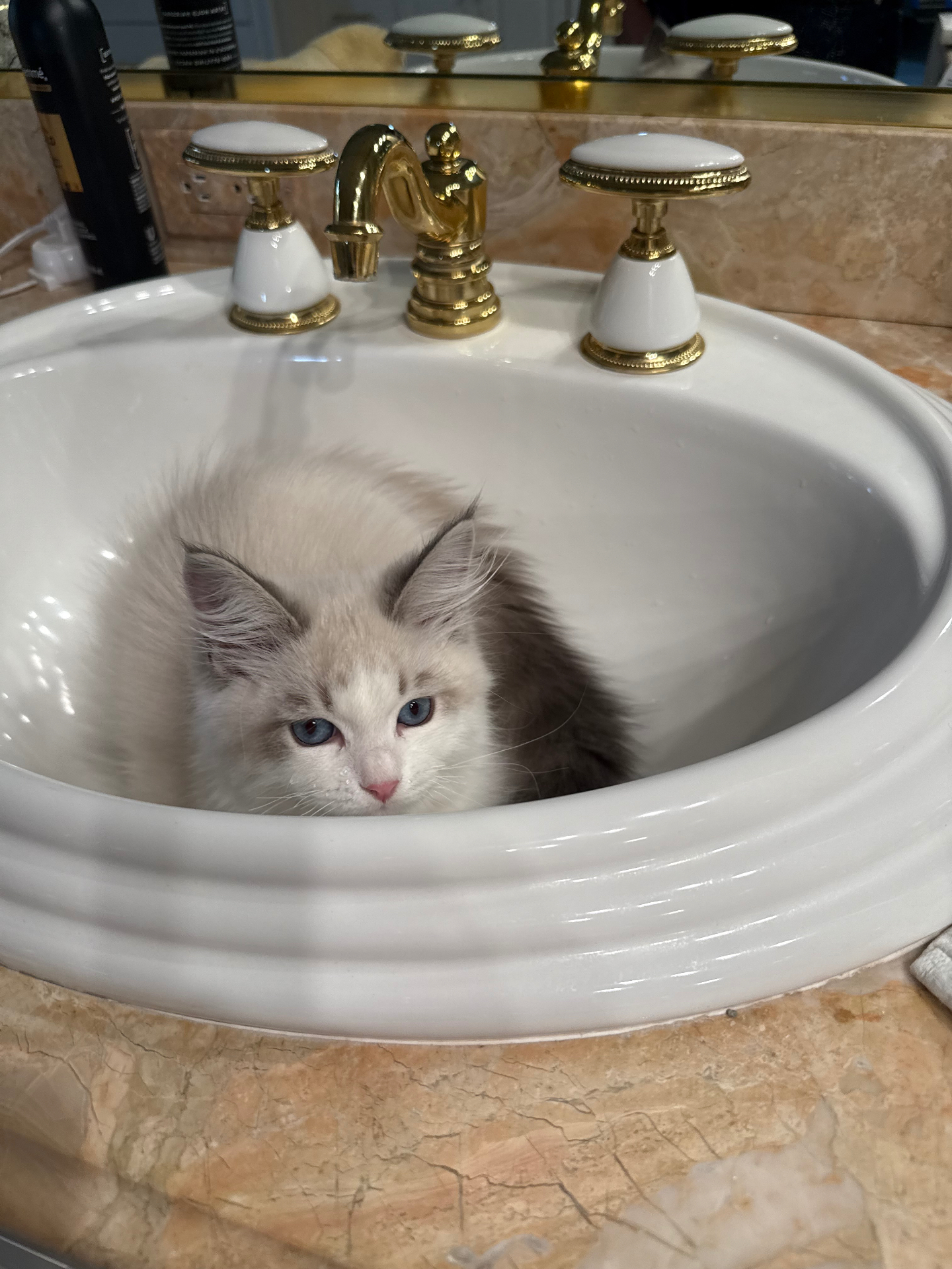 Siberian kitten sitting inside a bathroom sink