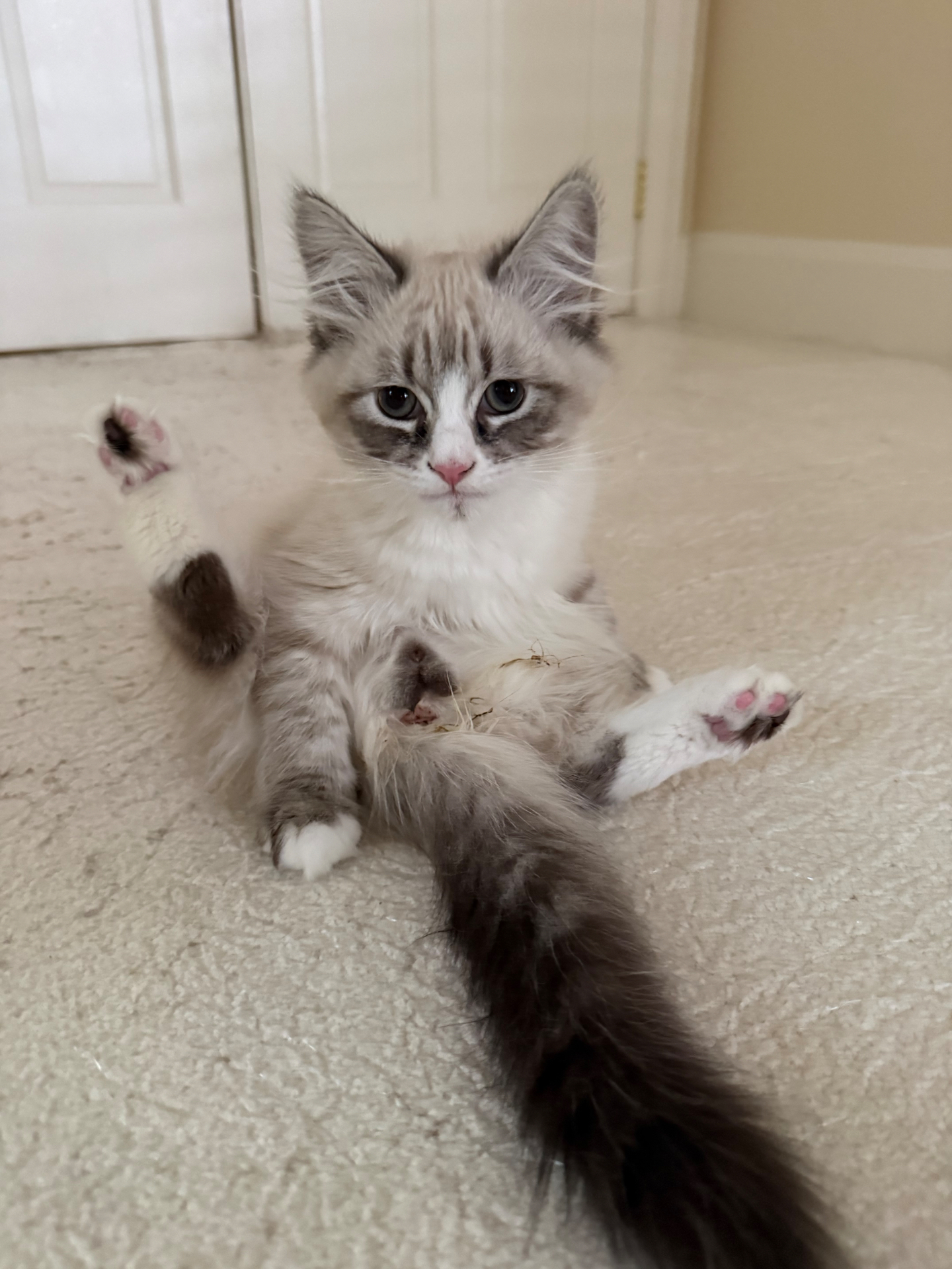 Siberian cat lying flat on its back on a tiled floor