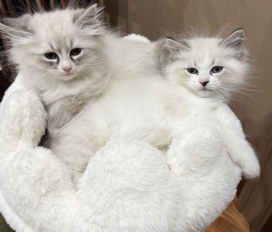 Two fluffy Neva Masquerade kittens cuddled in a plush bed