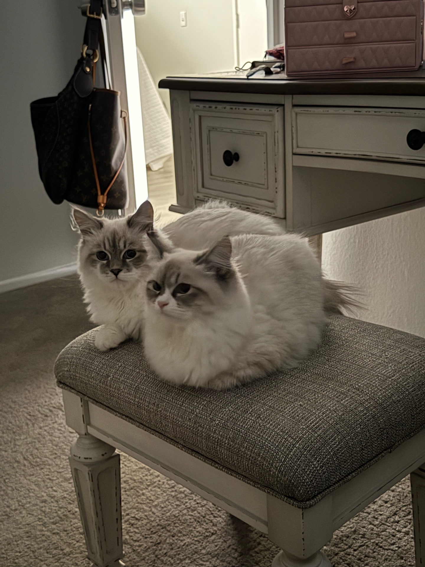 Two adult Neva Masquerade cats resting on a bench