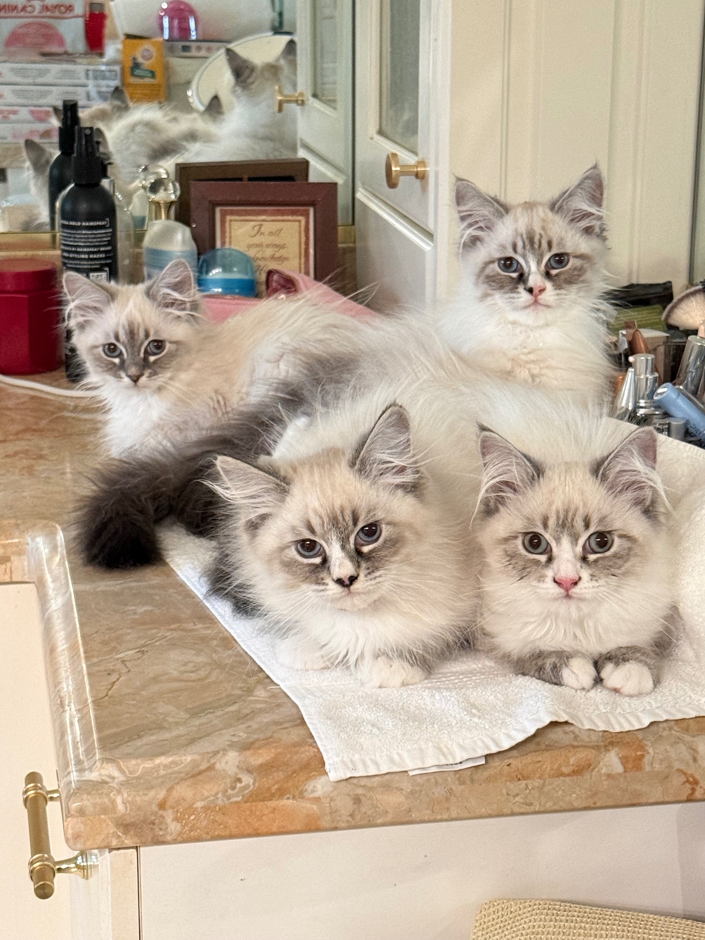 Available kittens watching their foster mom get ready