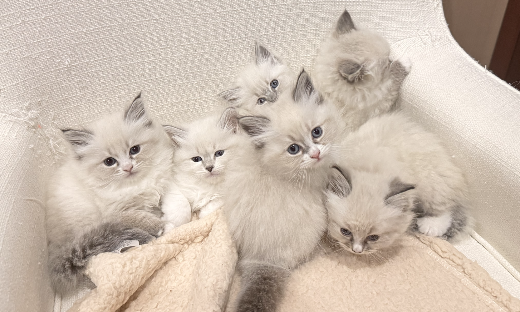 Six fluffy Neva Masquerade kittens with blue eyes cuddled together on a cream blanket