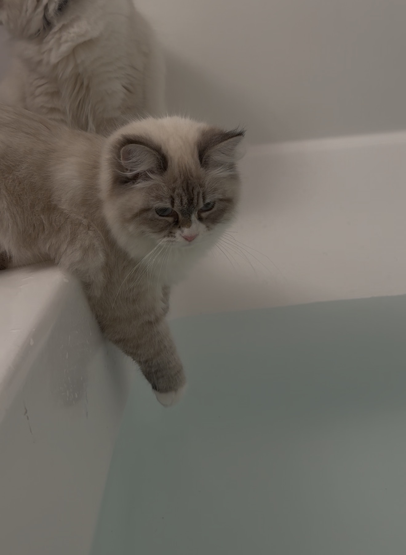 Siberian cat sitting on the edge of a bathtub