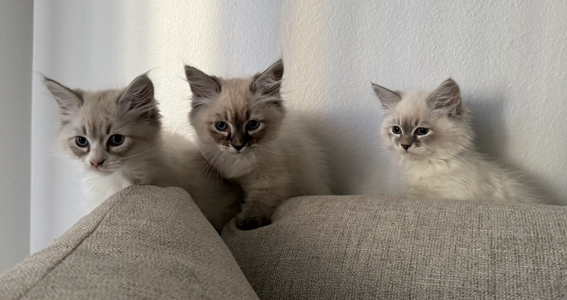 Three Neva Masquerade kittens lined up on a sofa