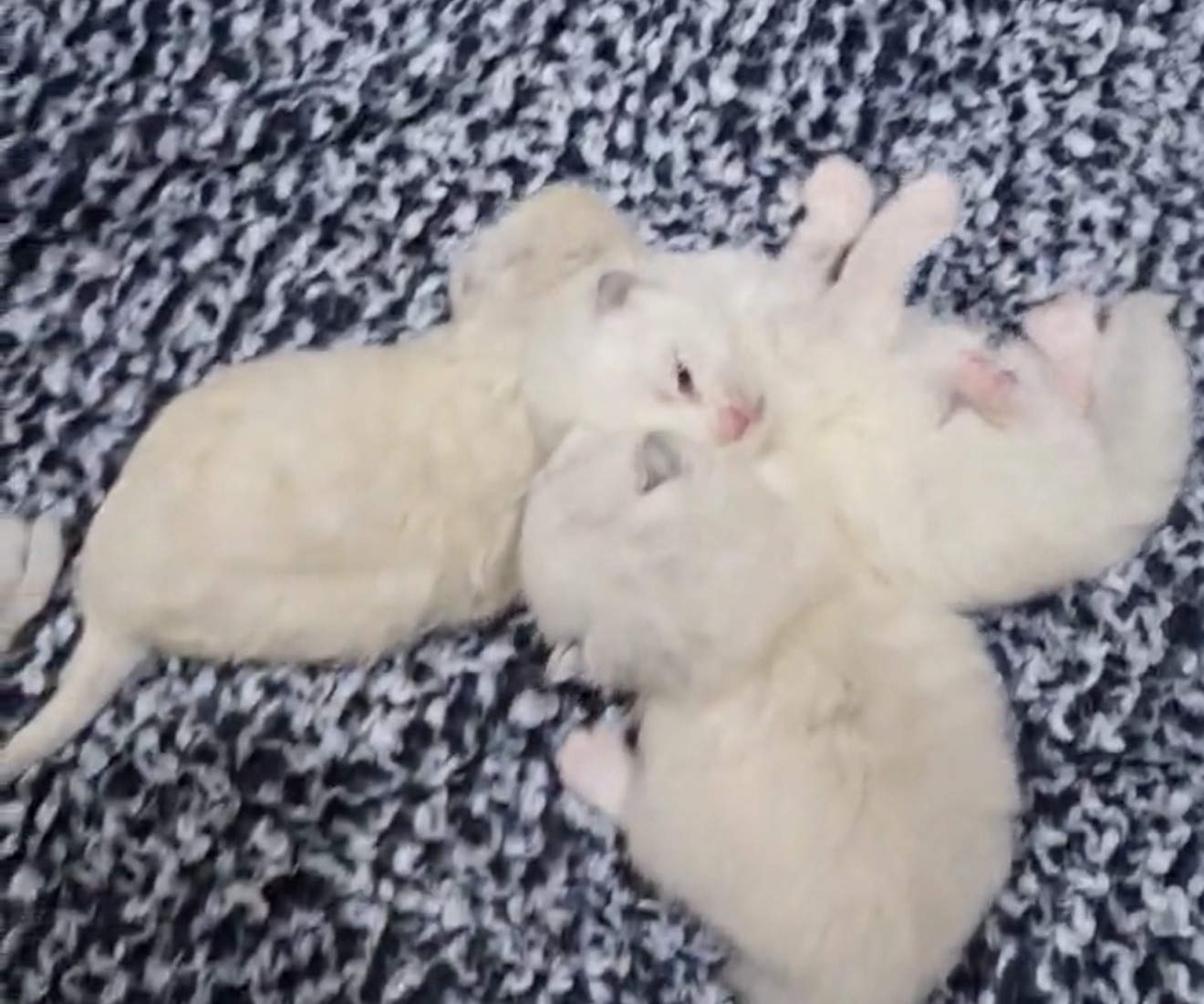 Very pale Neva Masquerade kittens showing how point coloring begins to develop