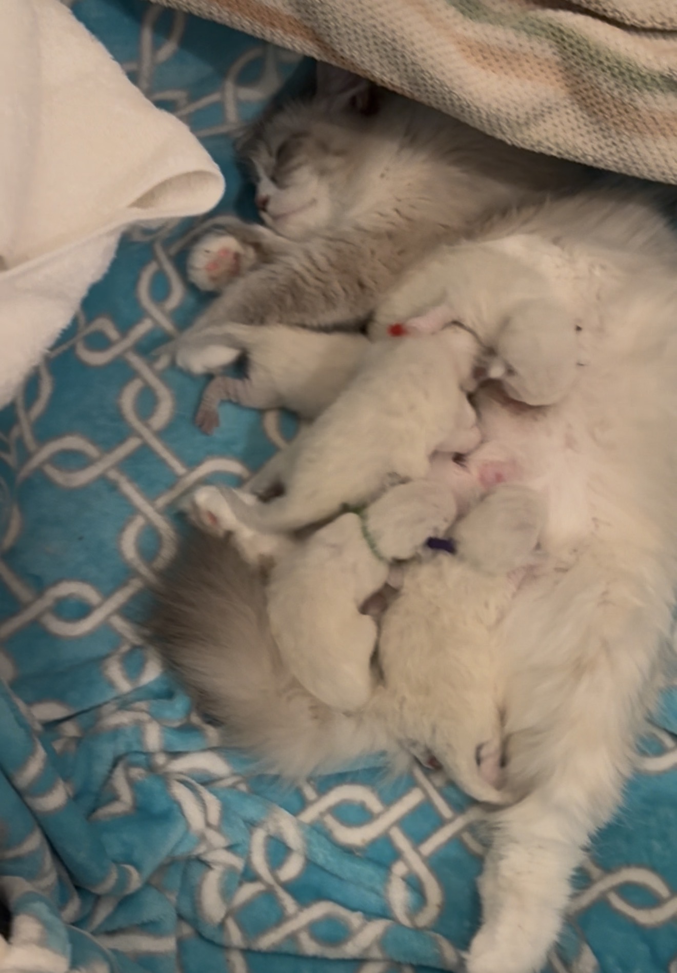 Newborn Neva kittens nursing, all born almost pure white