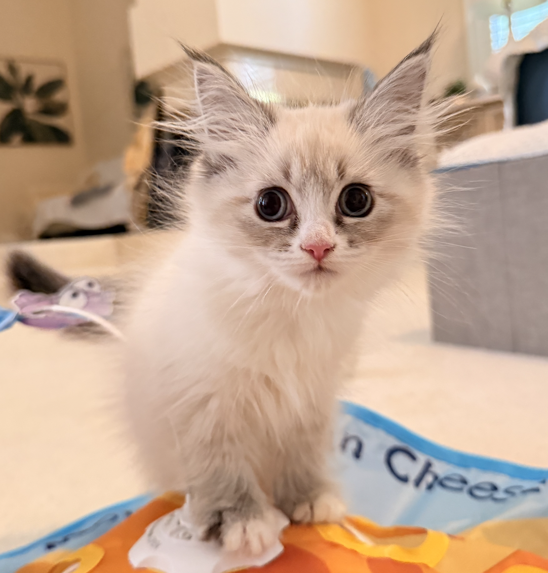 Available Siberian Neva Masquerade kitten 1