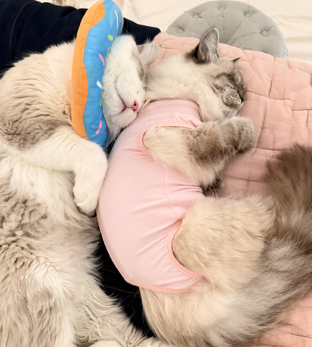 Siberian kittens keeping each other company 6