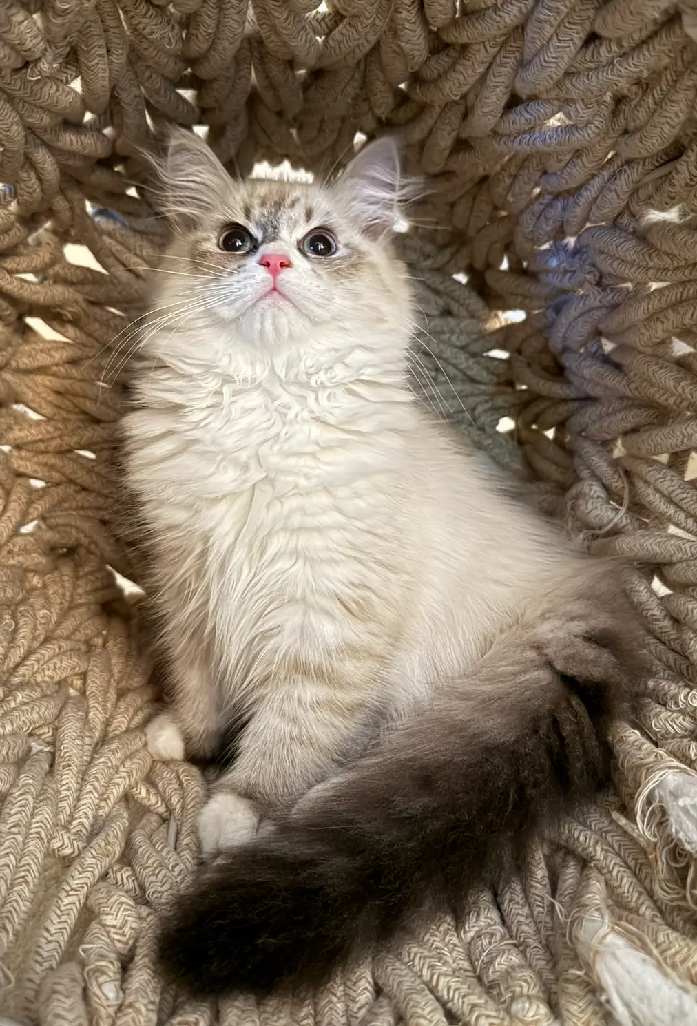 Kitten curled in a woven basket, tail wrapped around