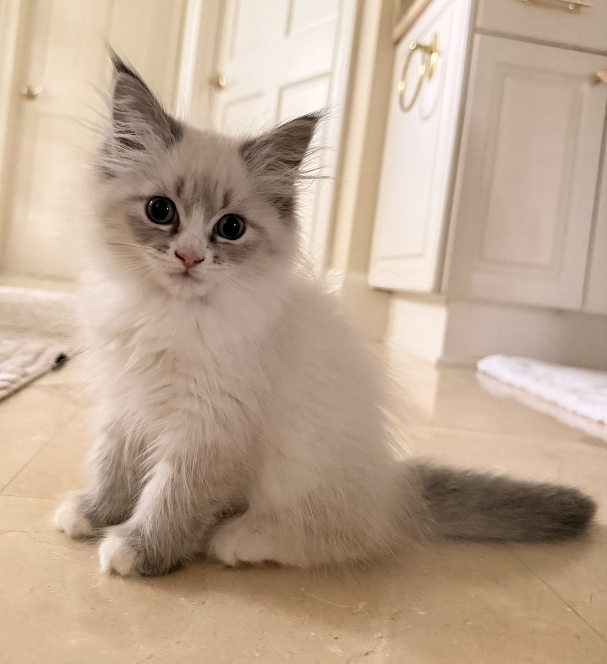 Available Siberian Neva Masquerade kitten 5