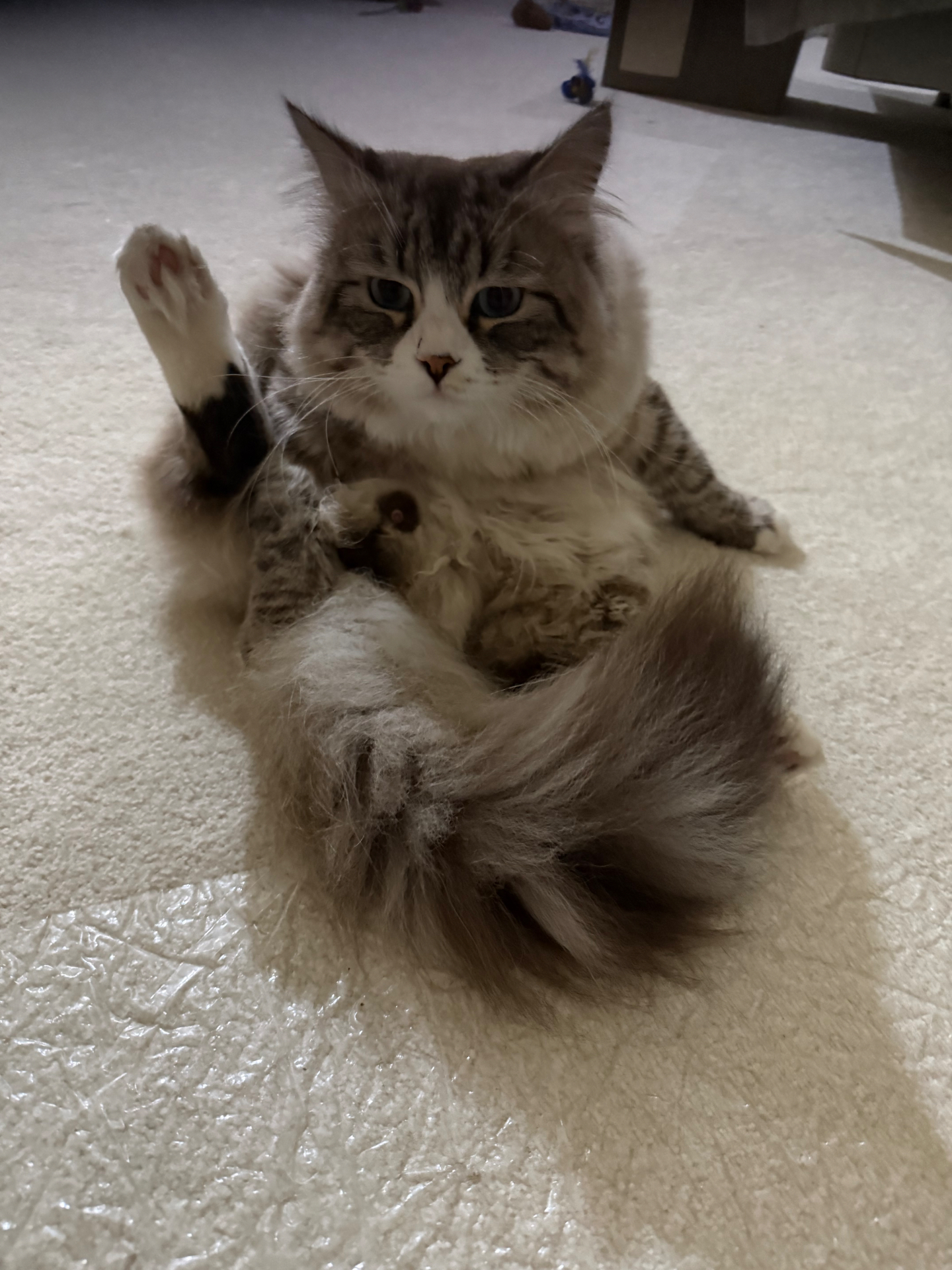 Siberian cat lying on its back with legs in the air