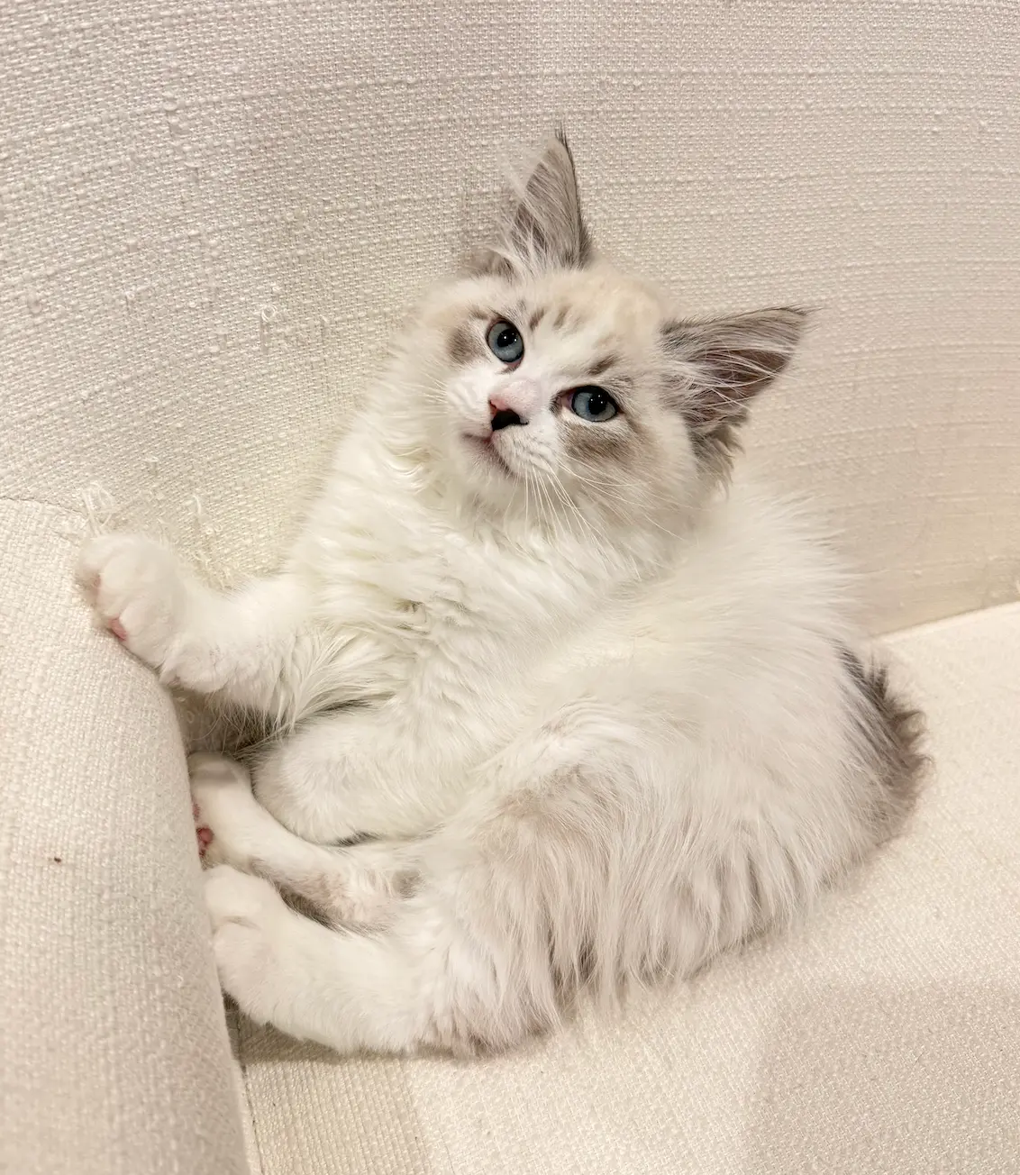 Kitten lounging belly-up on a cream armchair