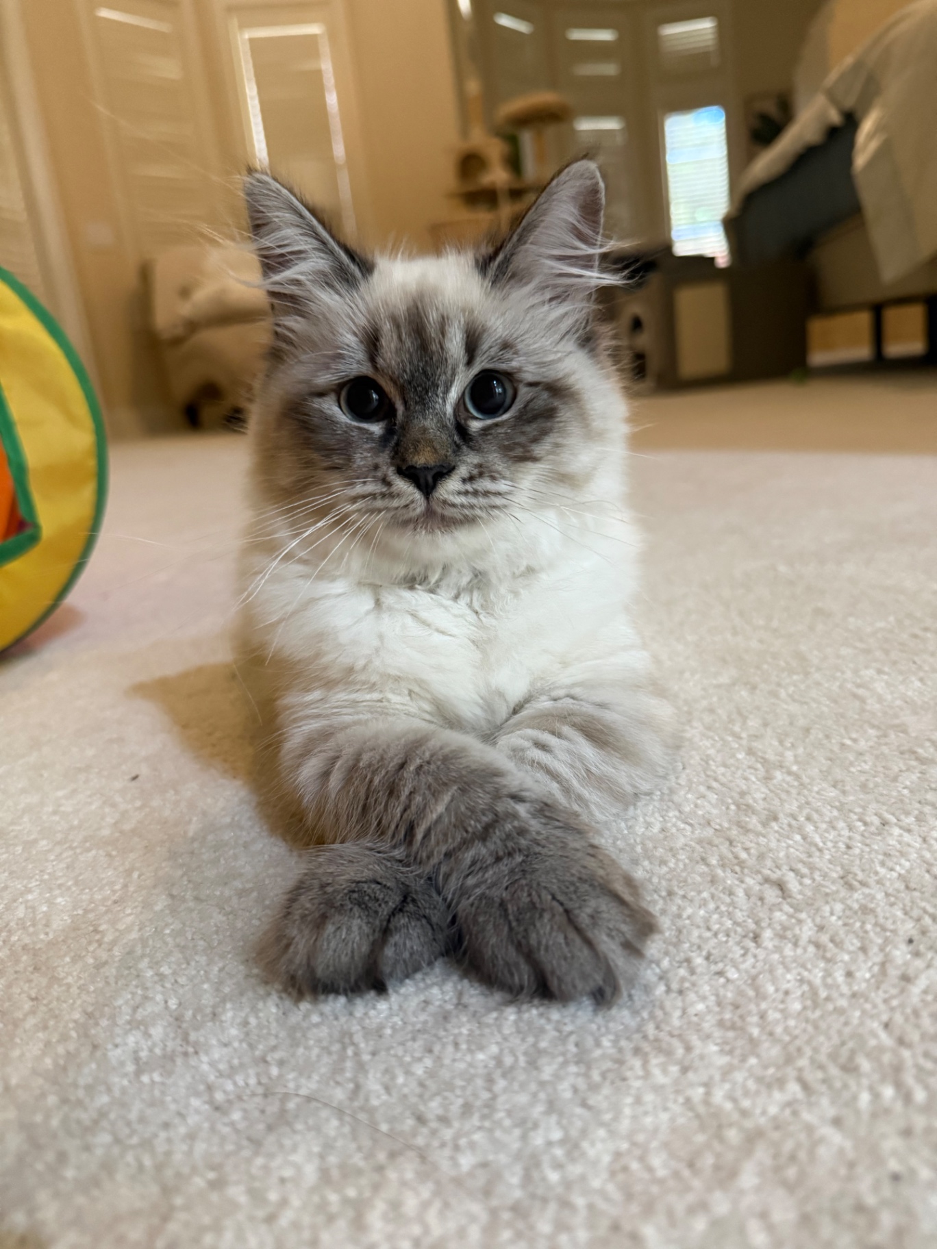 Neva Masquerade cat sitting on carpet with soft blue eyes