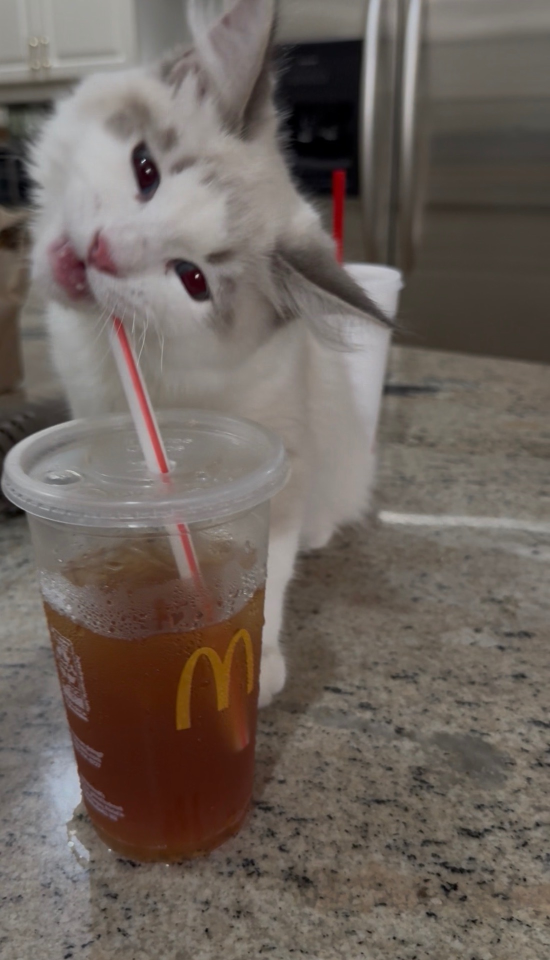 Siberian kitten drinking from a cup with a straw