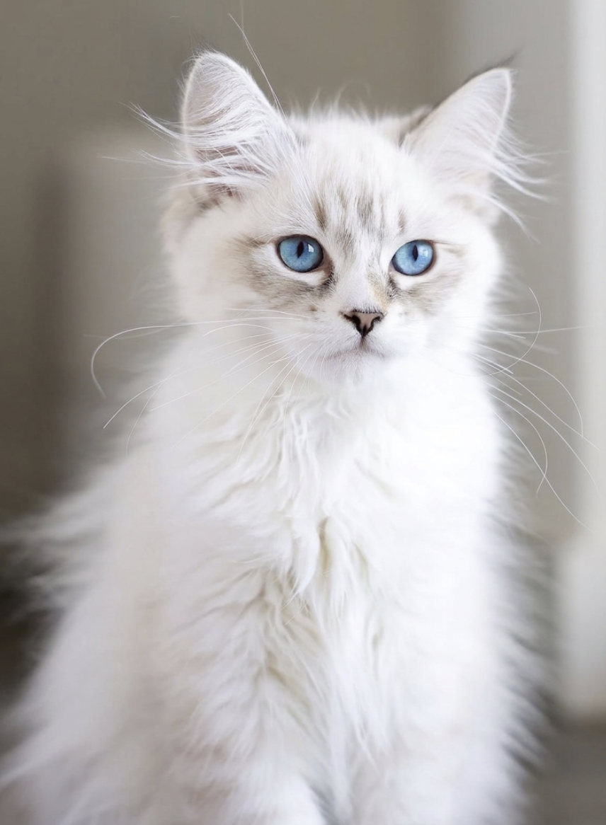 White Neva Masquerade kitten with bright blue eyes sitting tall