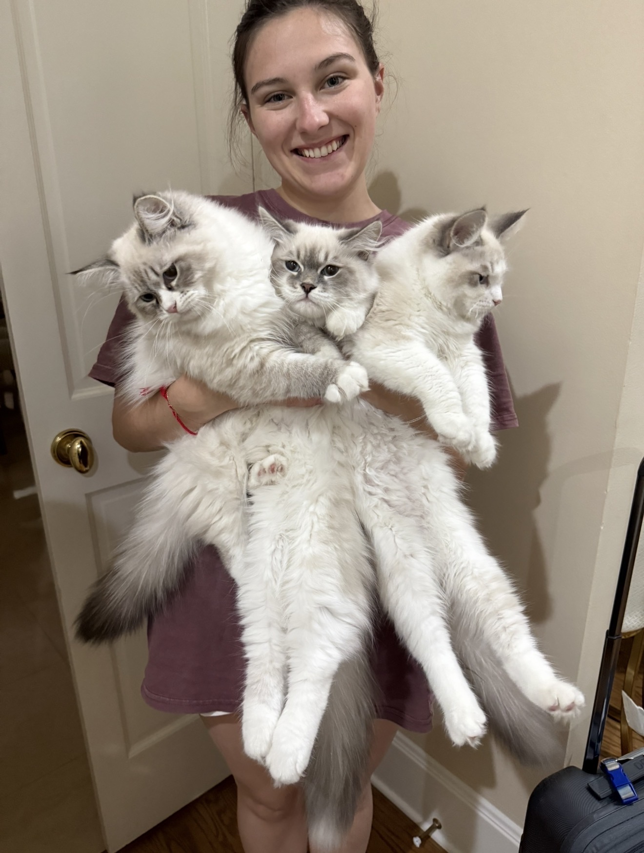 Three fluffy Neva Masquerade cats being held together