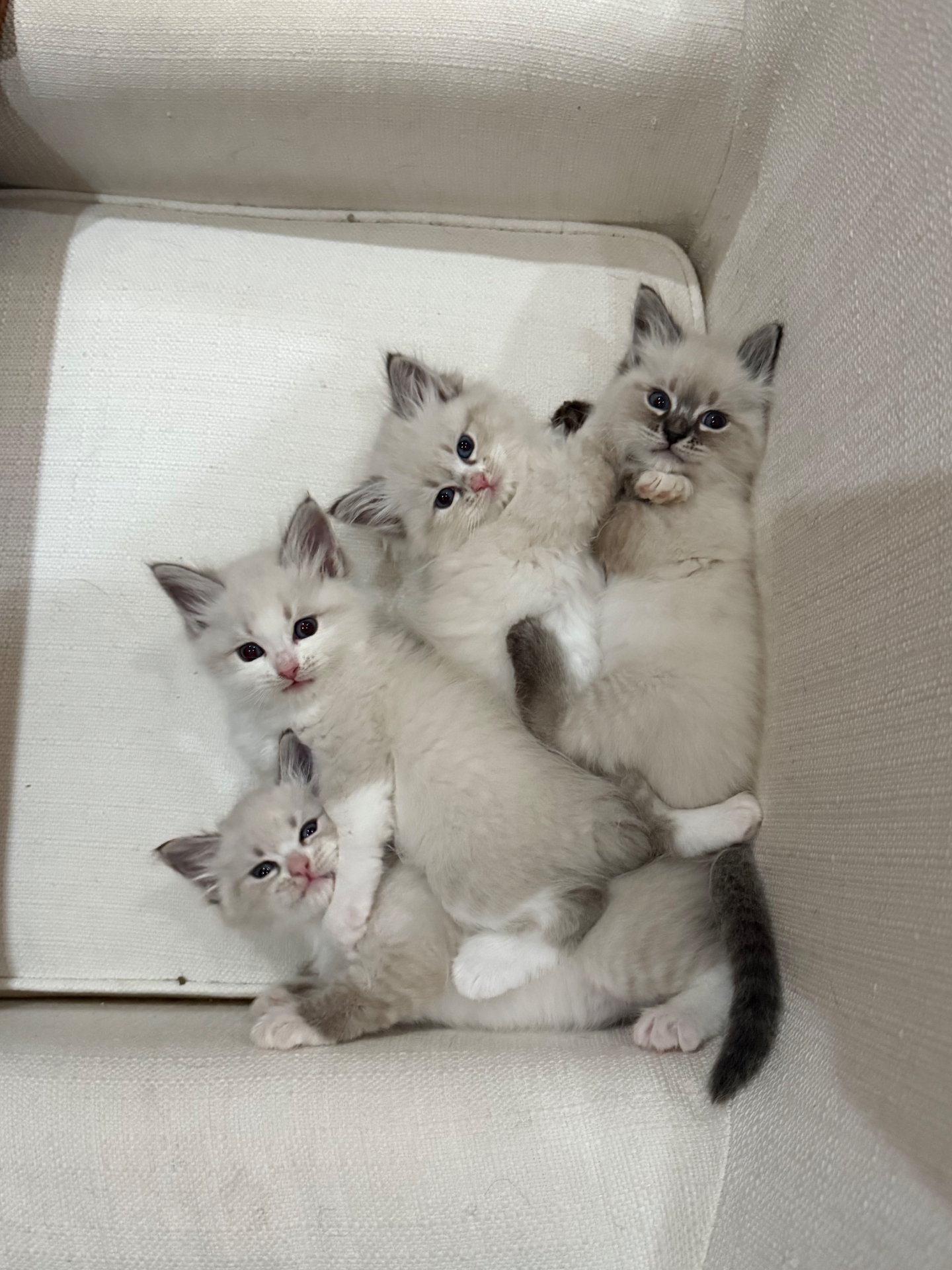 Four Neva Masquerade kittens piled together on a cream chair