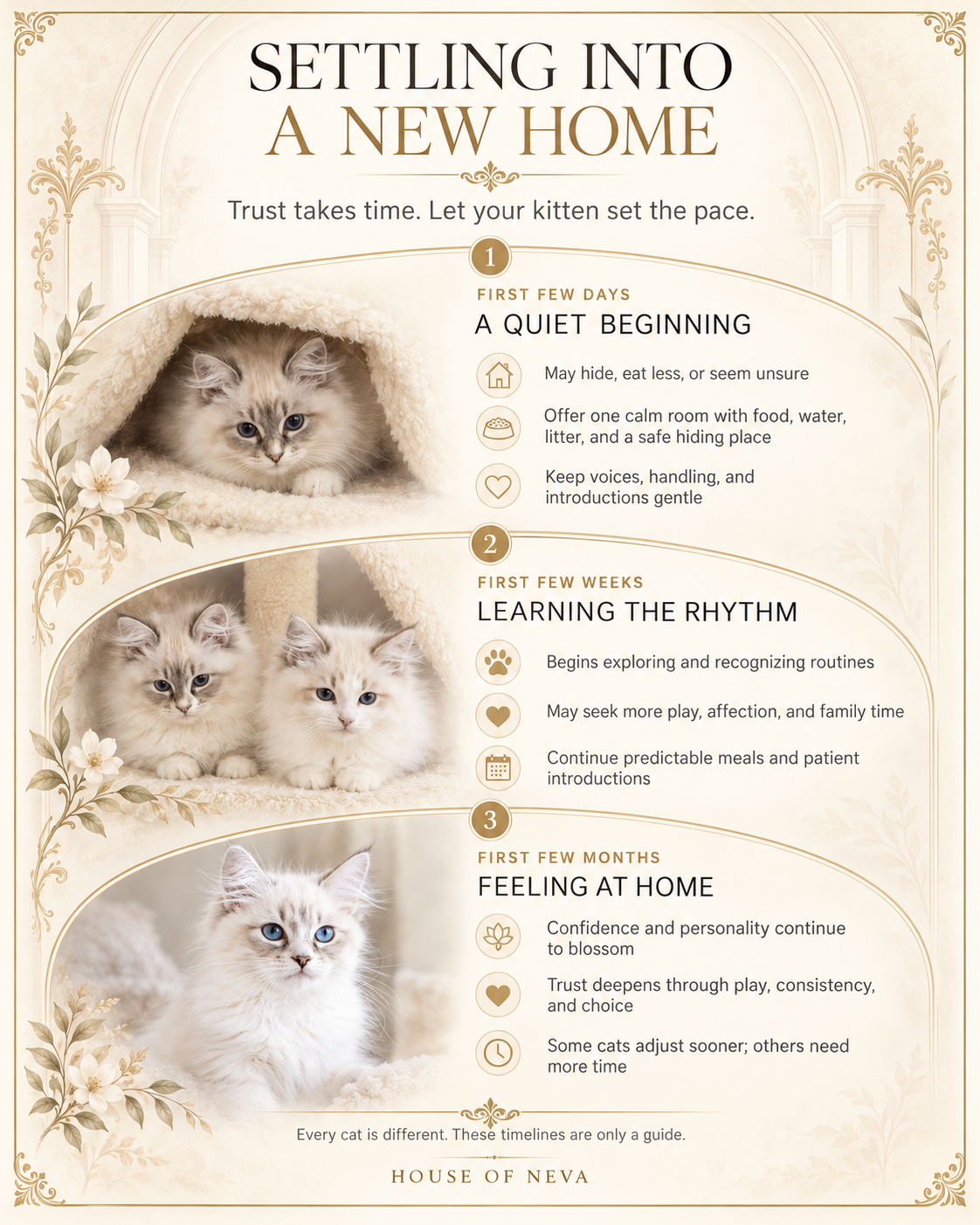 Settling into a new home: a three-phase guide for your kitten's first days, weeks, and months