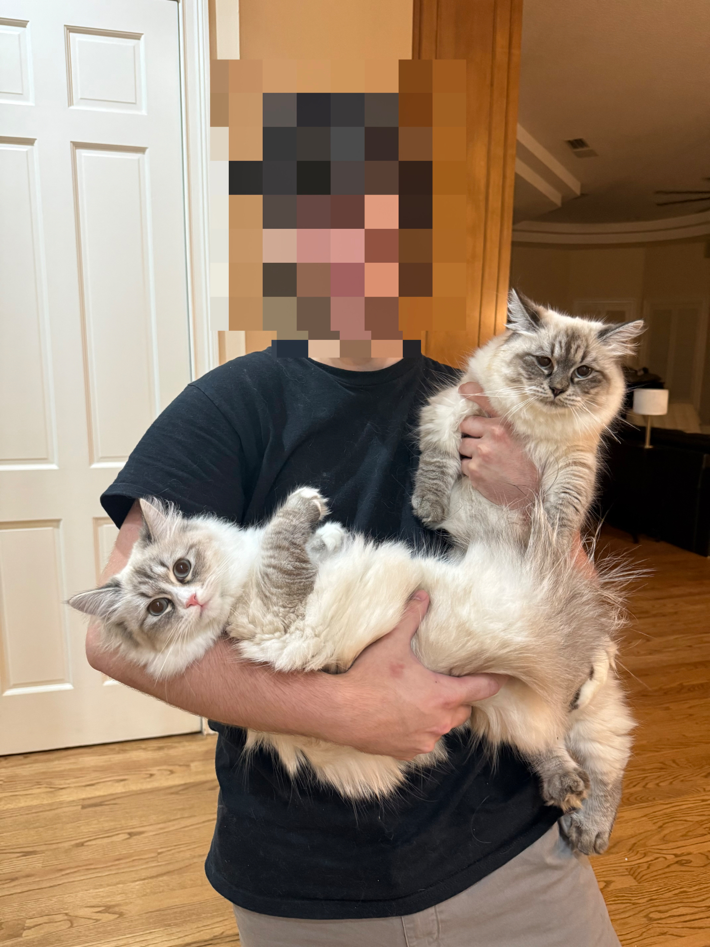 Two fluffy Neva Masquerade cats cuddled together in someone's arms
