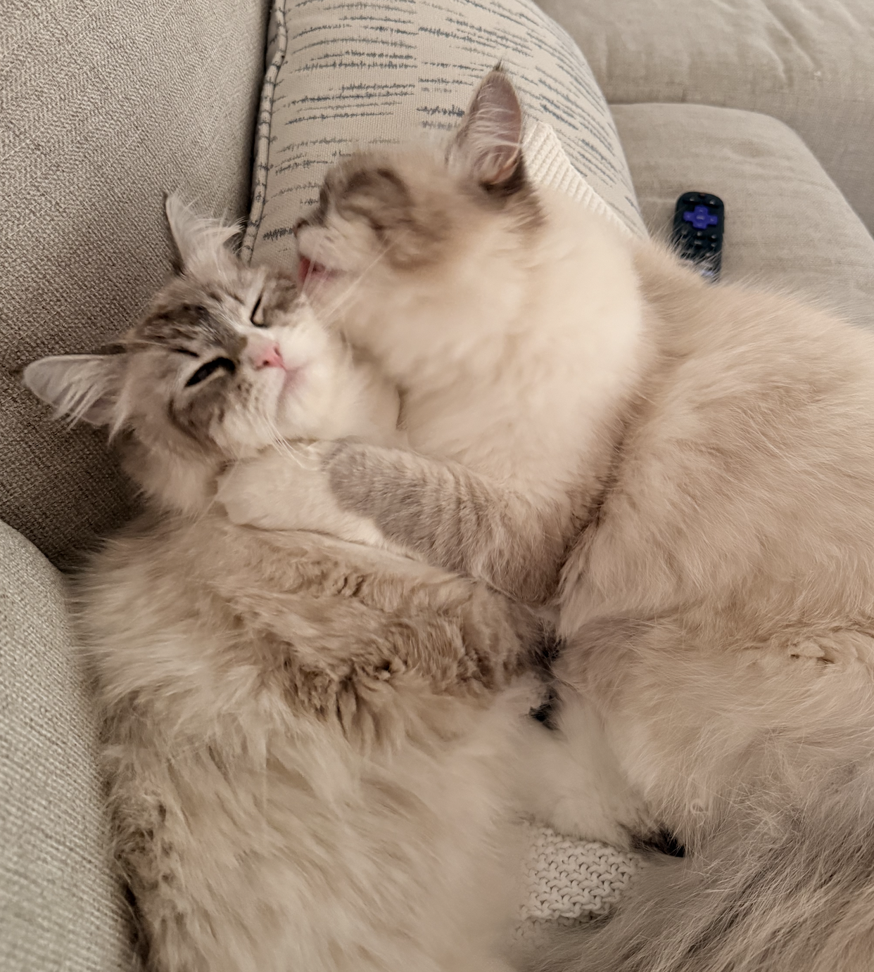 Siberian kittens keeping each other company 2