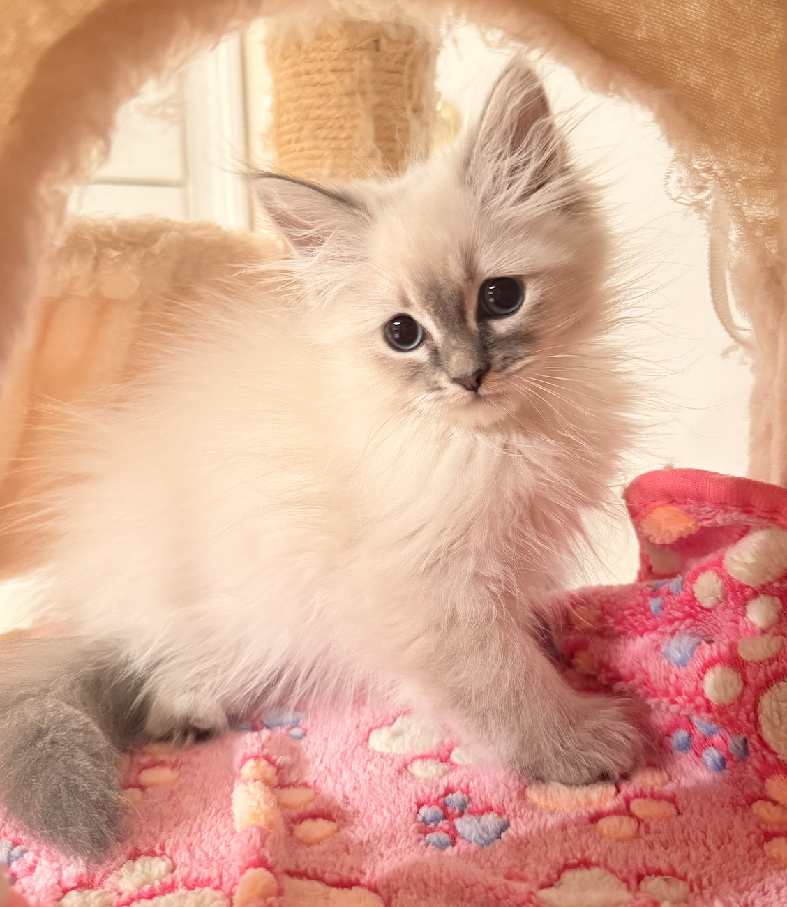 Available Siberian Neva Masquerade kitten 3