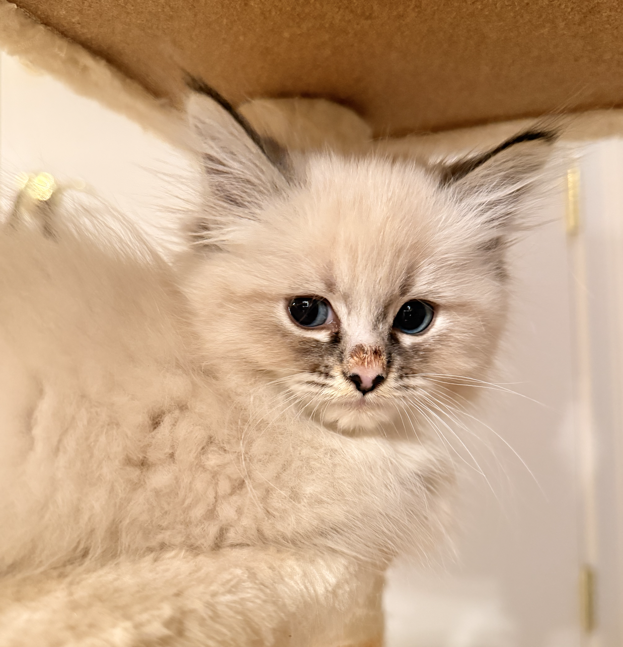 Available Siberian Neva Masquerade kitten 4