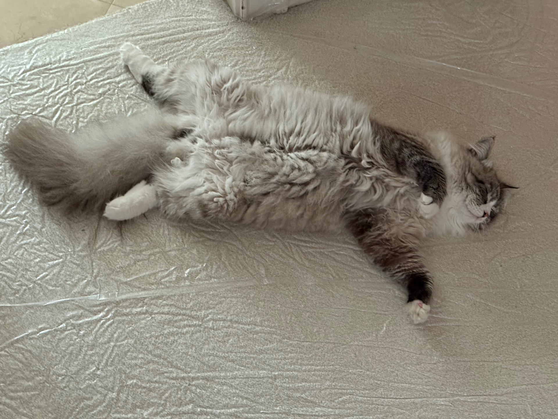 Fluffy Siberian cat sprawled on its back on a bed