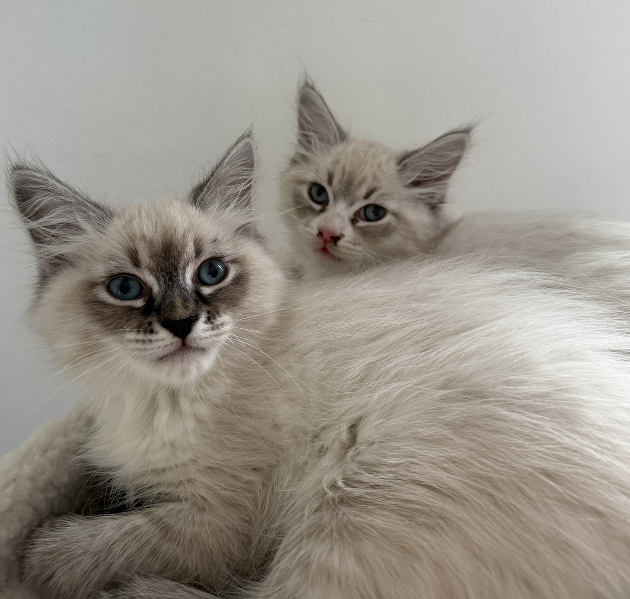Siberian kittens keeping each other company 5