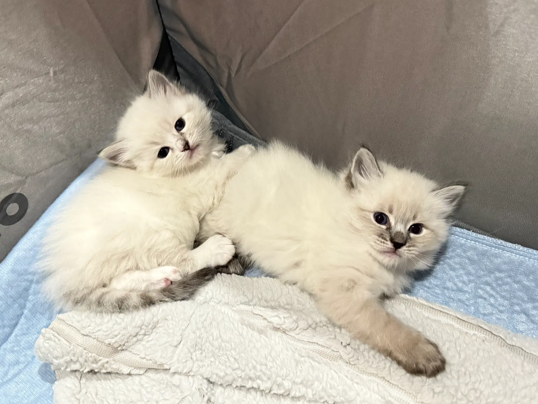 Siberian kittens keeping each other company 3