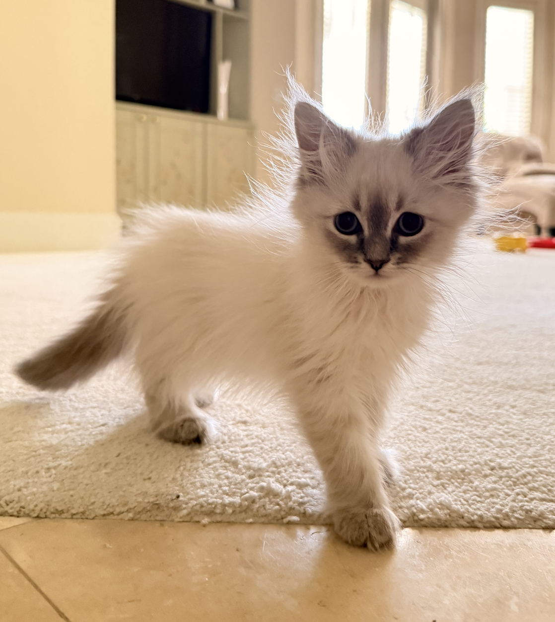 Available Siberian Neva Masquerade kitten 6