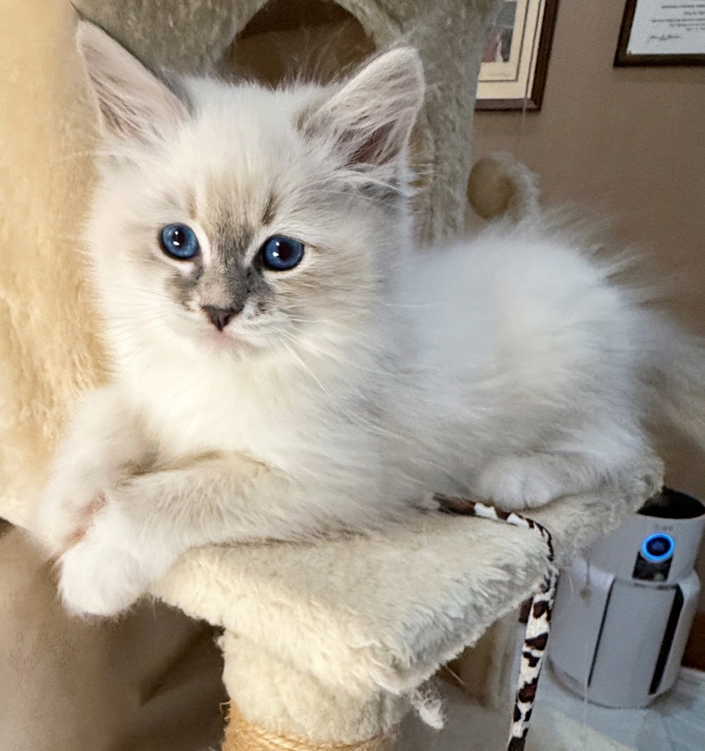 A cat enjoying a quiet moment at The House of Neva