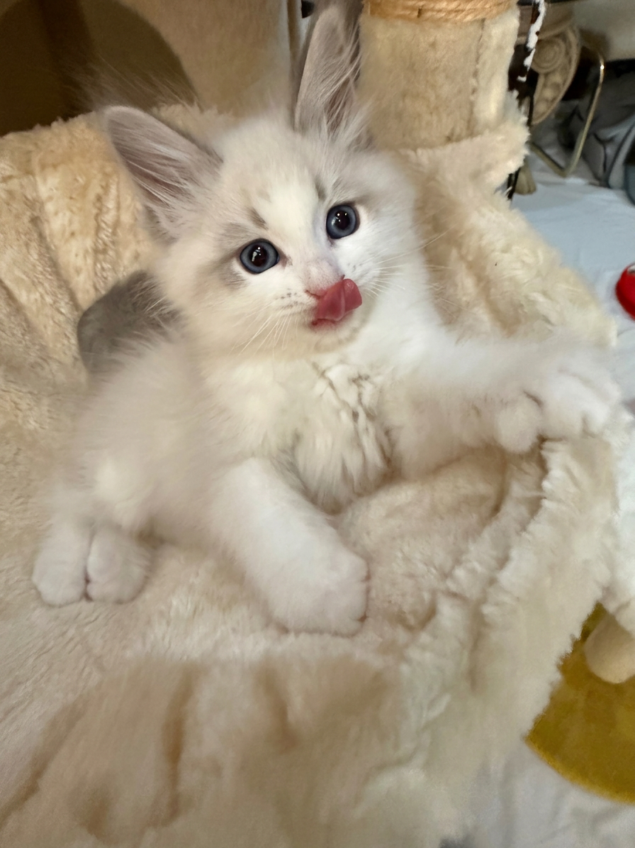 Little lovebug