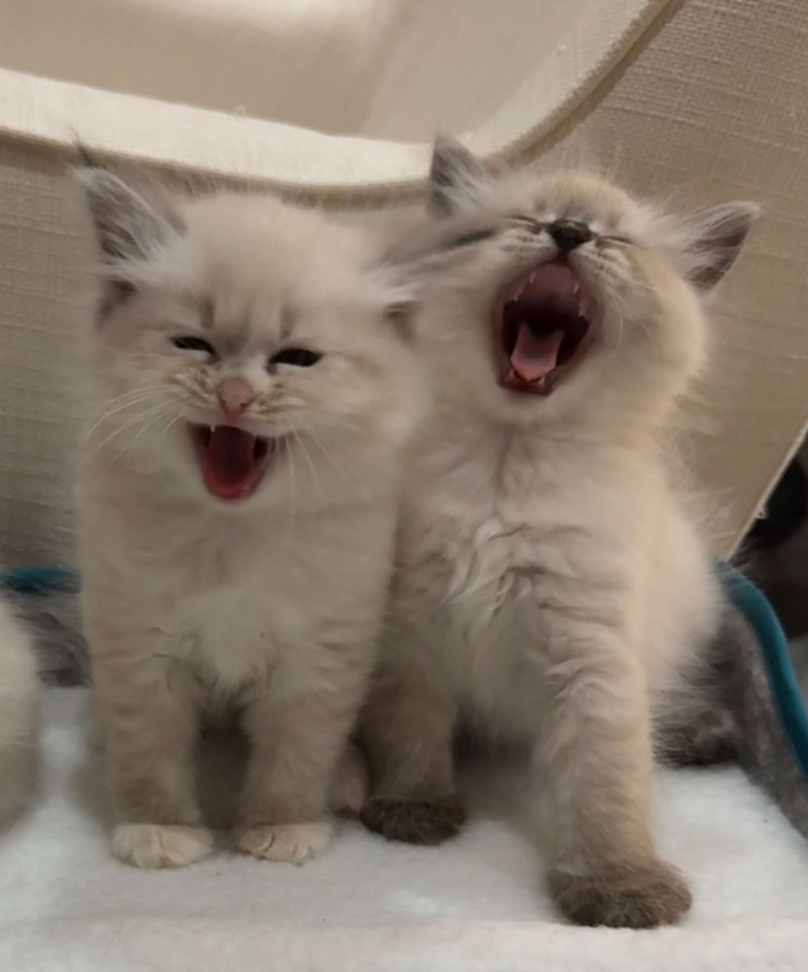 Two fluffy Siberian kittens yawning and meowing side by side
