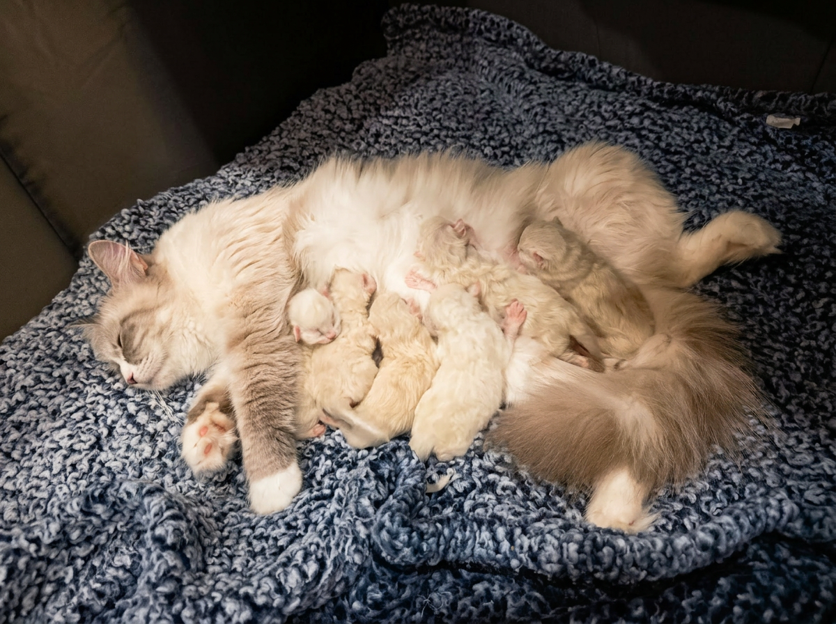 First days at home