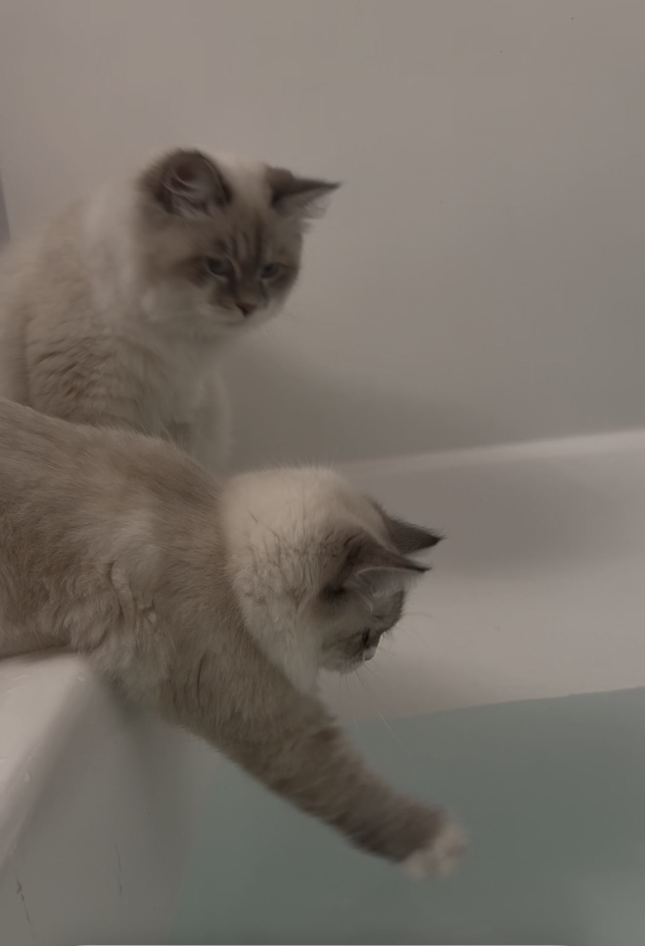 Two Siberian kittens exploring an empty bathtub
