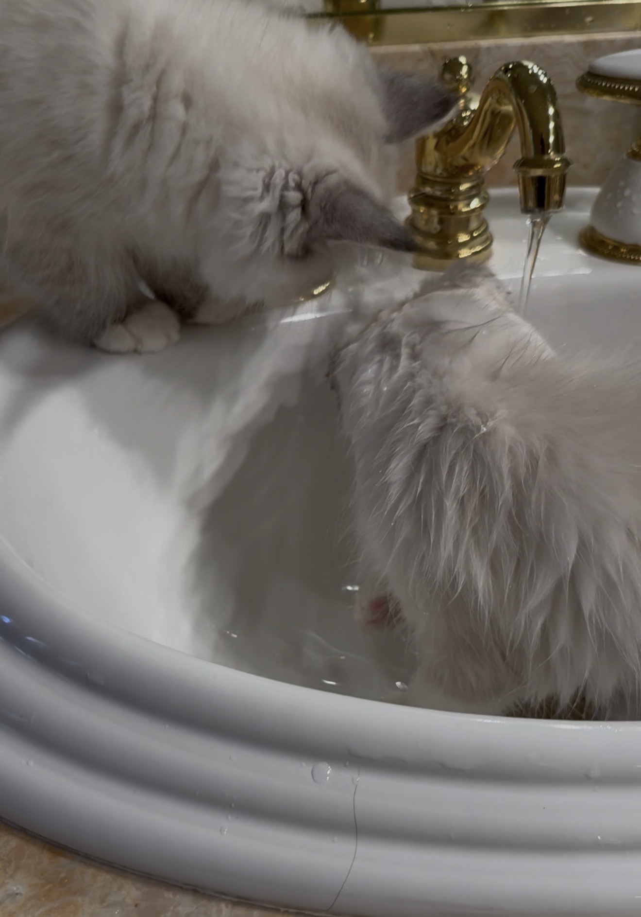 Siberian kittens playing in a sink with running water
