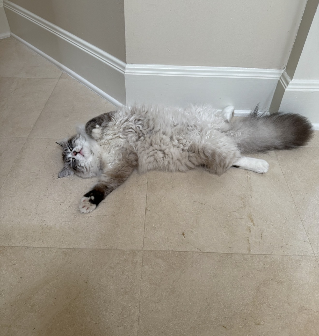Adult Siberian cat sprawled on its back on the floor