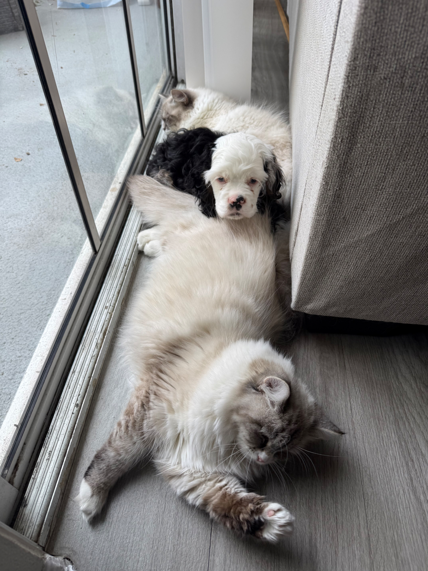Siberian cats napping beside a small dog by a glass door